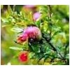 Penricarpium Granati Extract