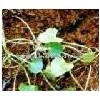 Centella Asiatica Extract