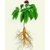 Ginseng Root Extract 80% Ginsenosides