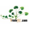 Gotu Kola Extract 10%~80% Triterpenes