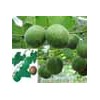 Momordica grosvenori extract
