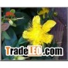 St John Wort Extract