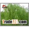 White Willow Bark Extract powder