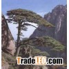 pinebark extract