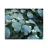 Polygonum Cuspidatum P.E
