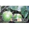 Luo Han Guo P.E. 90% Mogrosides 30-50% Mogroside V