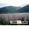 sclareol,clary sage extract