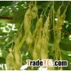 Bitter Sophora Root Extract