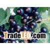 black currant anthocyanin (sophie@healthynaturalcolor.com