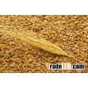 feed wheat