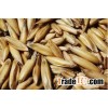 feed barley
