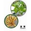 turmeric extract