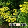 Bupleurum Extract