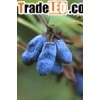 Lonicera edulis extract
