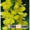 Agrimory Extract
