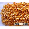 yellow corn