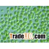 Spirulina flakes,Spirulina powder,Chlorella powder