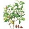 gardenia red (sophie@healthynaturalcolor.com)