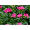 Dianthus chinensis extract(jesslie at snowlotusbiotech dot c