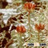 Rhodiola P.E.