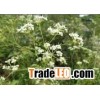 Siler Extract