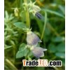 Adenophora Extract