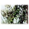 Olive leaf extract (Olea europaea)