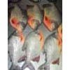 Frozen Red Pomfret