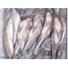Tilapia whole round