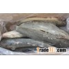 Frozen Catfish Whole Round