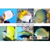 Marie fish farm 2