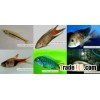 Tropical fish farm 11