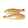 Yellow Croaker