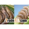 White Shrimp