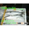Grey Mullet