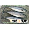 Pacific Mackerel