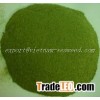 Ulva Lactuca