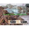 Dried Brown Sargassum Seaweed