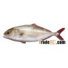 Amberjack