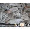 frozen squid