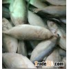 frozeh horse mackerel