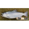 king salmon