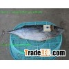 Bonito Tuna
