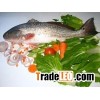 Red Drum