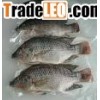 tilapia