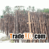 dried bamboo poles