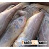 frozen yellow croaker