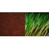 bamboo fiber plant growth medium