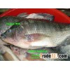 Tilapia