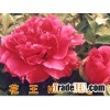Chinese tree peony